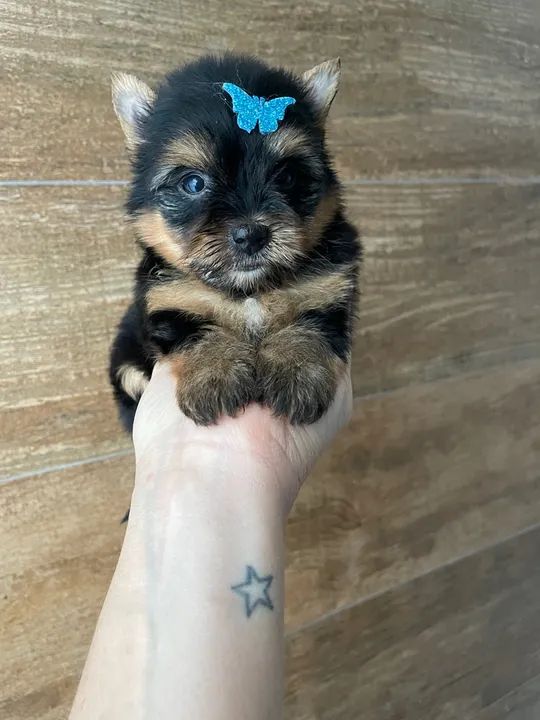 Yorkshire Terrier Filhotes machos e fêmeas 