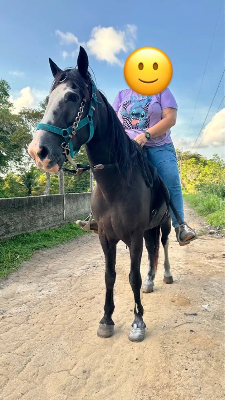 Cavalo Preto - Foto 4