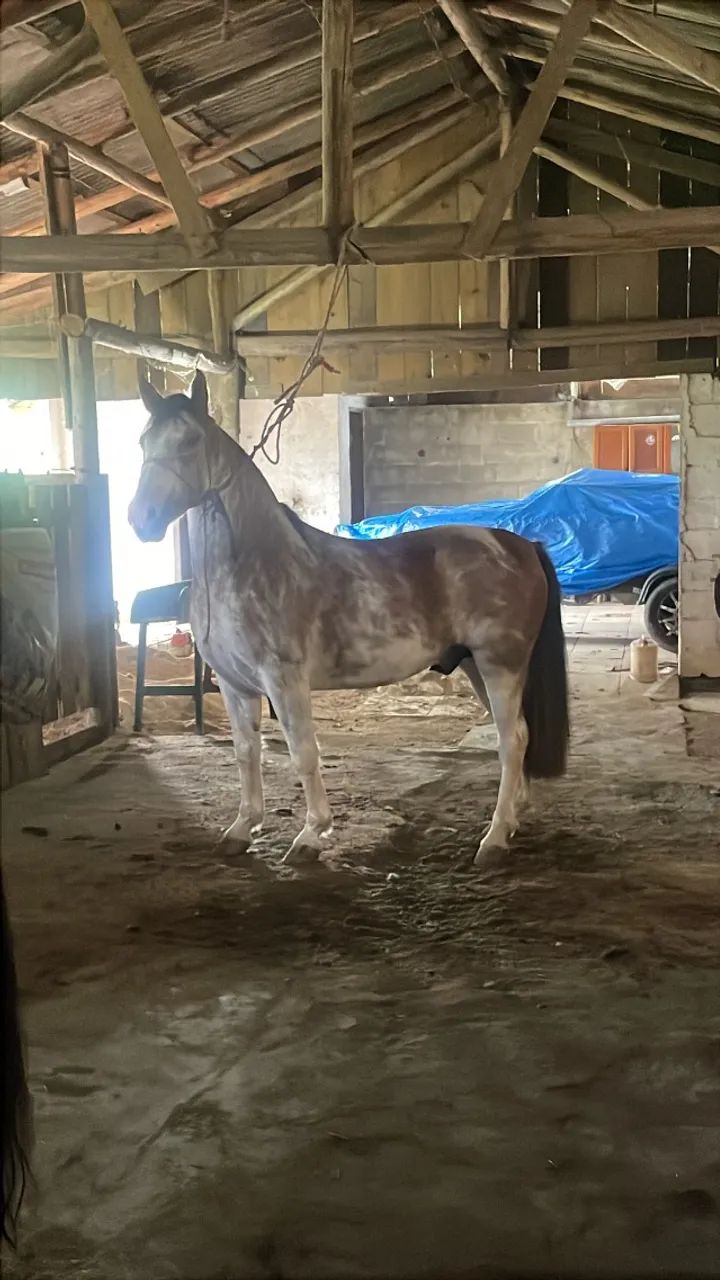 Cavalo crioulo  - Foto 4