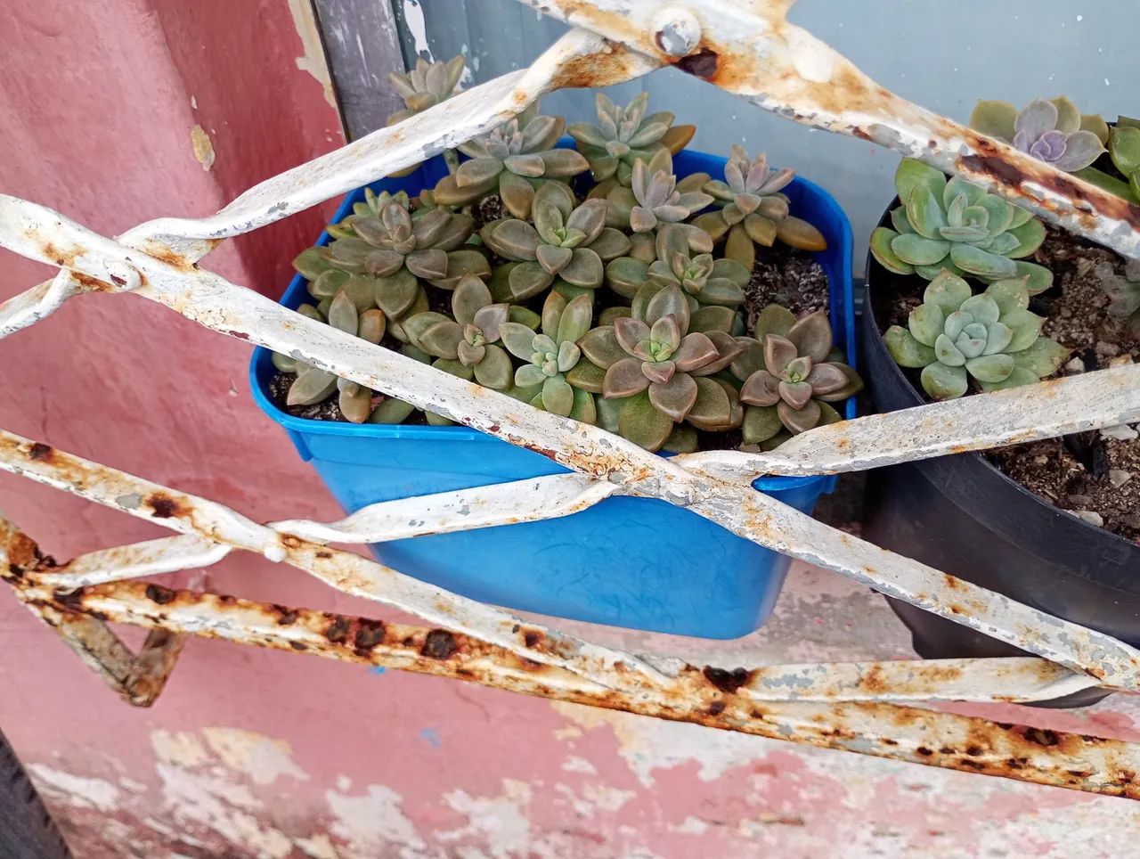 Suculentas e cactos 64167770530306123