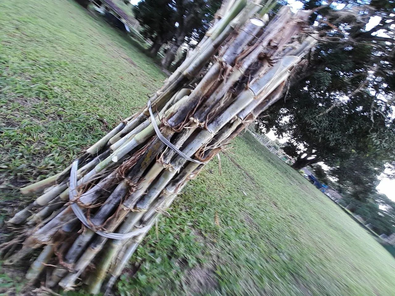 APROVEITE O INÍCIO DAS CHUVAS PLANTE BRS CAPIAÇU E KURUMI DA EMBRAPA  - Foto 3