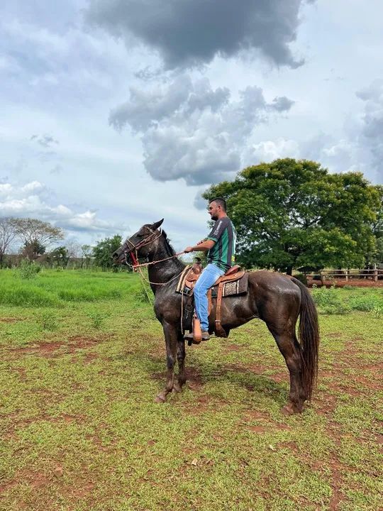 Vendo égua de laço boa pra lida de gado 
