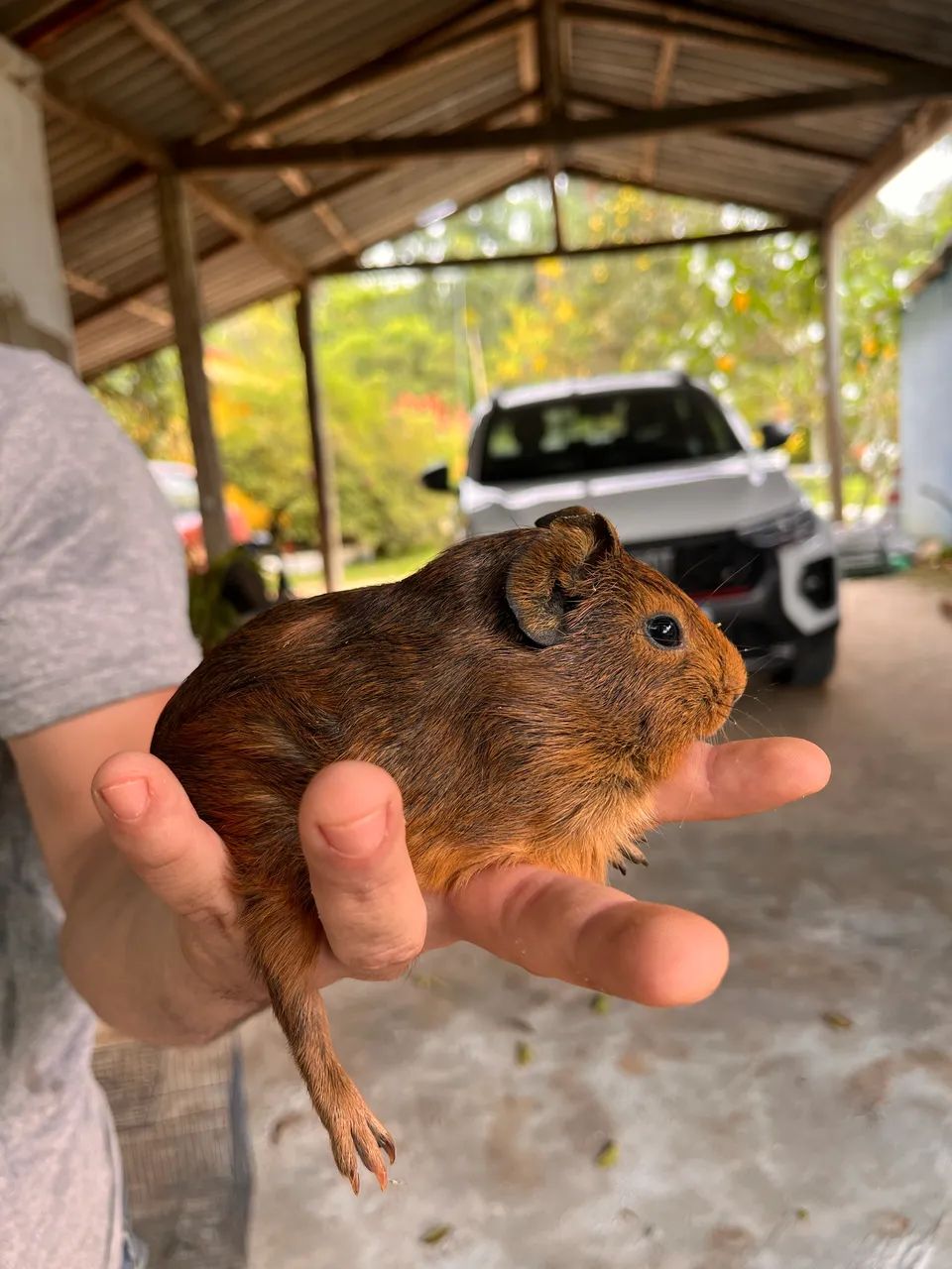 Porquinhos da índia 64606908695169122