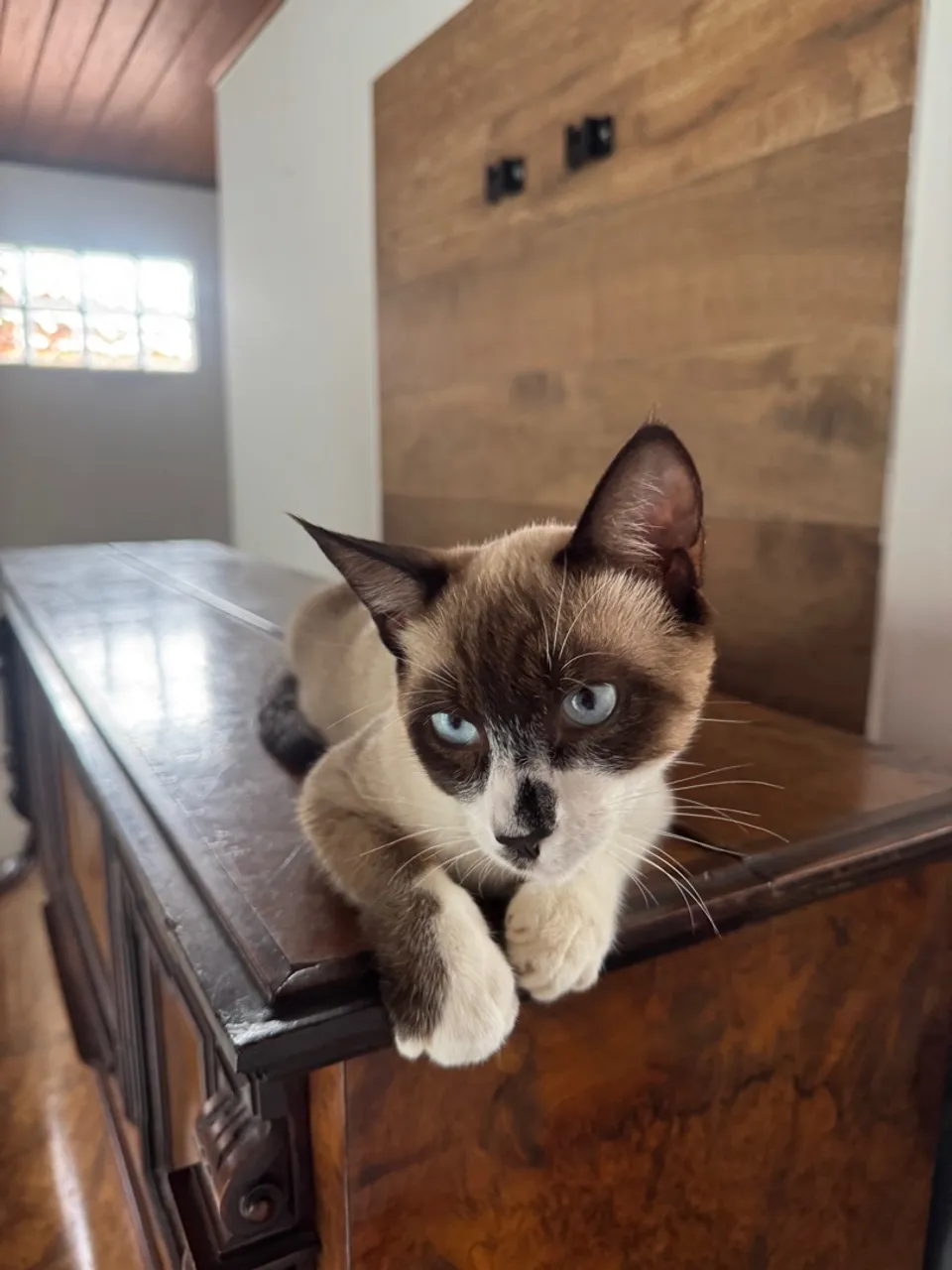 Doação de gatos 