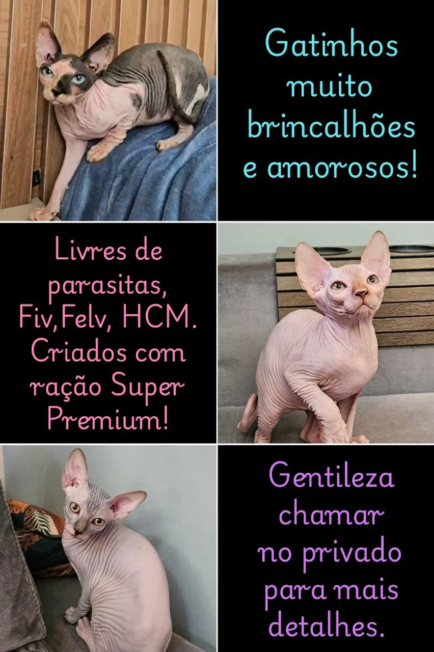 Gatos Sphynx: Lindos, brincalhões e saudáveis!