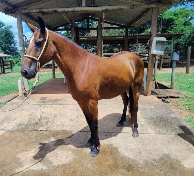 ÉGUA MANGALARGA MARCHADOR  - Foto 4