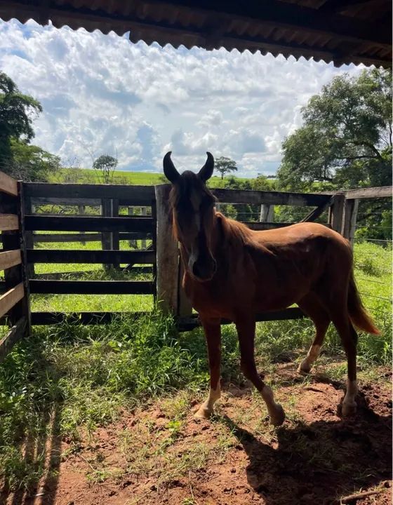 Vendo cavalo dócil  - Foto 4