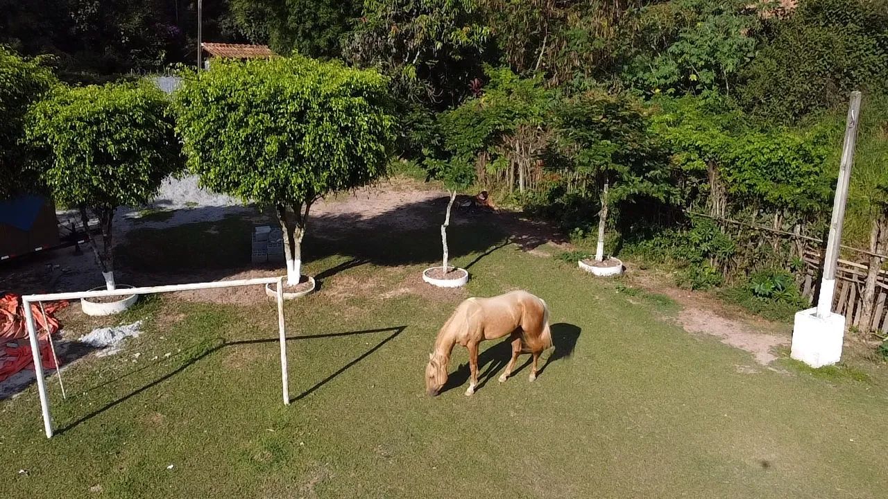 Cavalo Quarto de Milha - Wing Del Cielo SSRC - Foto 2