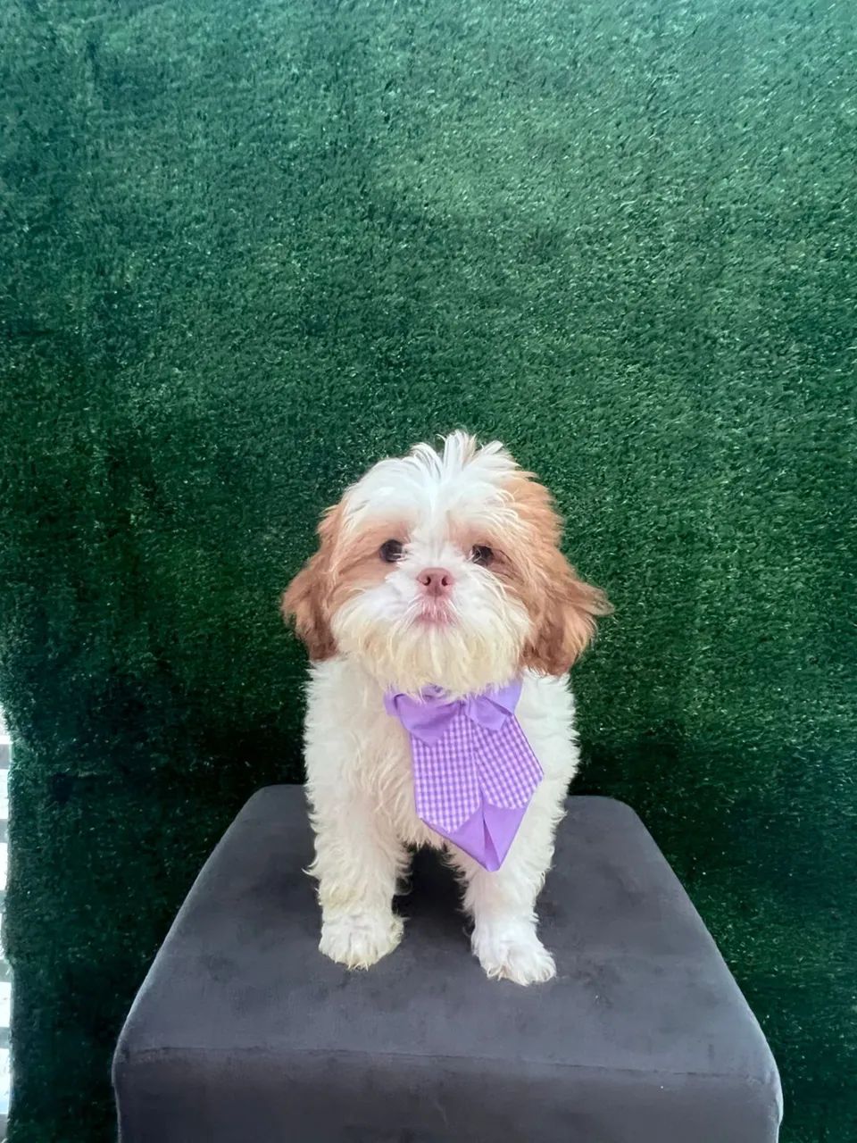 Filhotes Shih Tzu machos