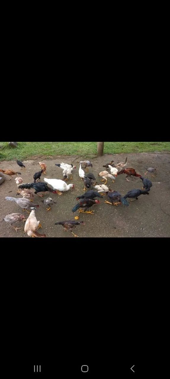 Frangos e galinhas indiana para venda