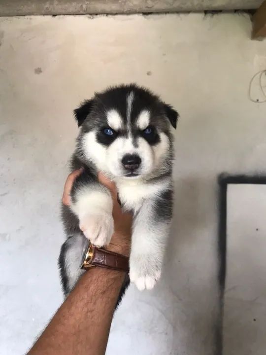 Husky Siberiano - Macho disponível - Adquira o melhor padrão da raça conosco- contate - Foto 2