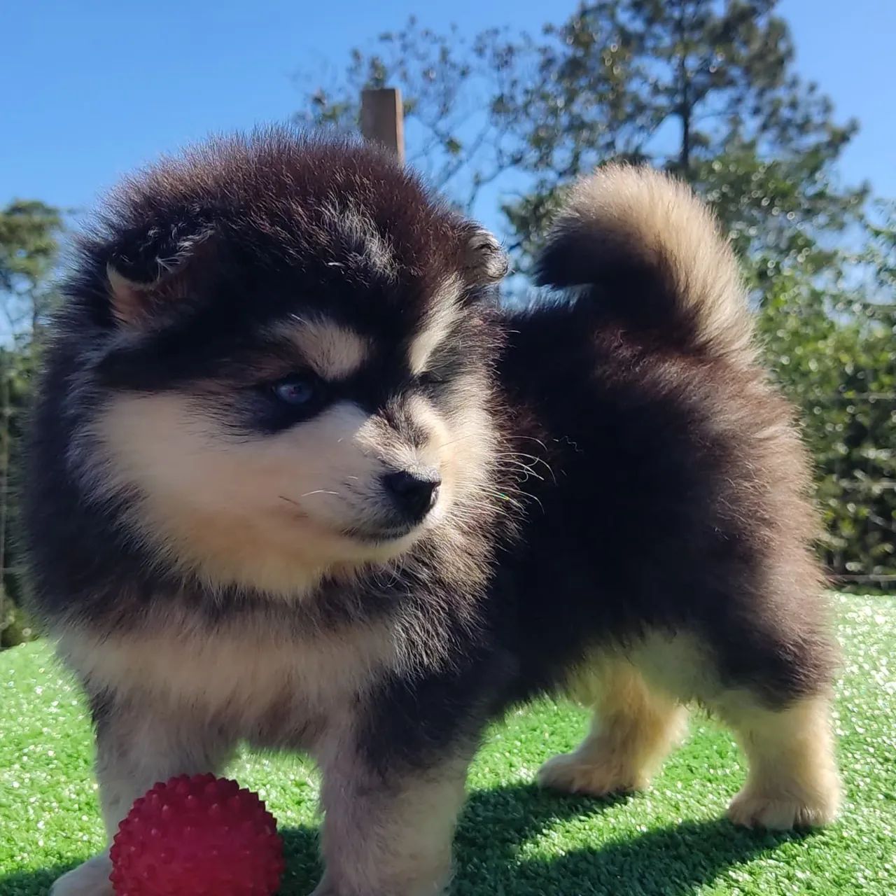 Pomsky macho é fêmea  - Foto 6