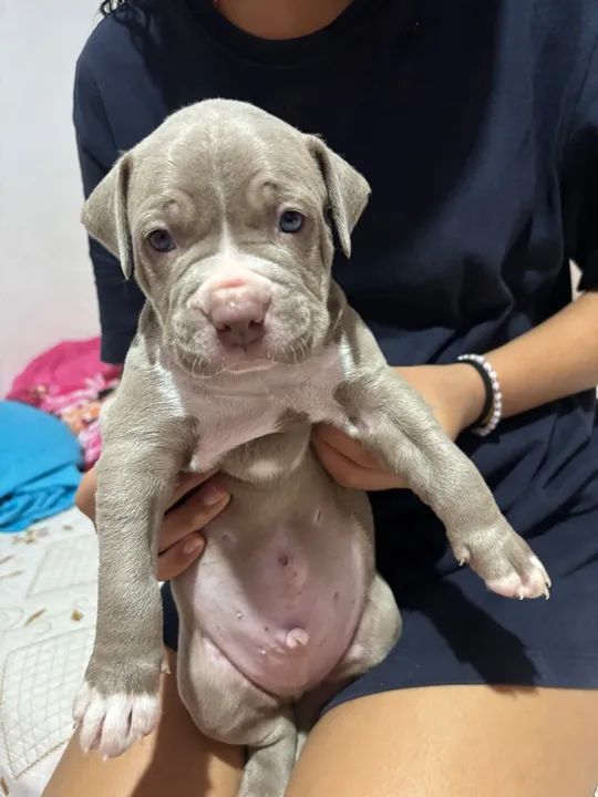 Pitbull filhote disponível - Foto 4