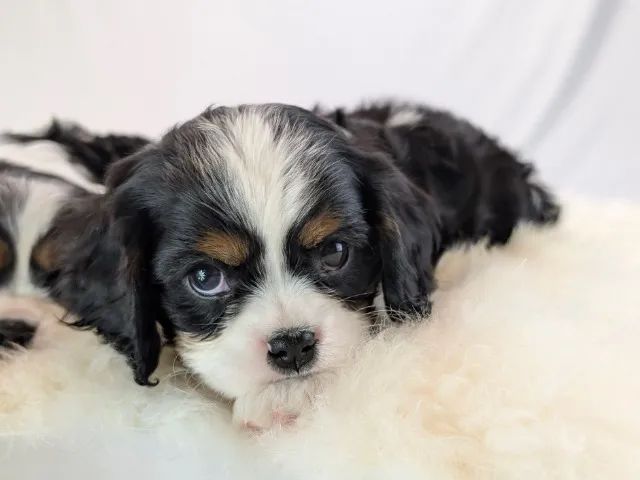 Cavalier King Charles Spaniel disponíveis