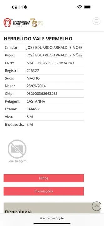 Cavalo Mangalarga Marchador - Foto 3