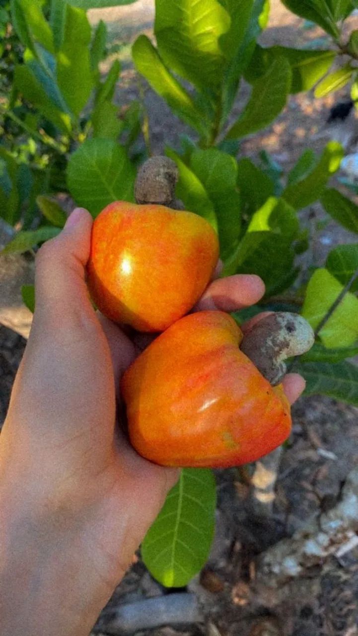 Frutifera Mudas de Cajú comum - Foto 4
