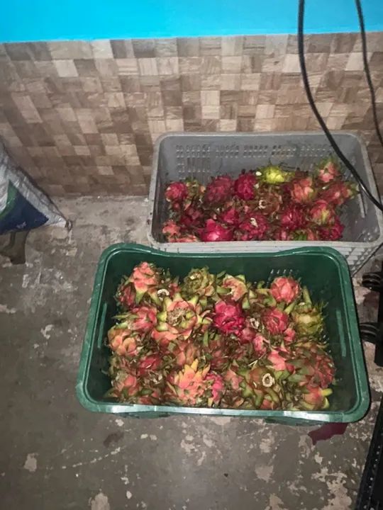 Boa noite tenho pitaya para vender 10 reais as miúdas e as grandes 20,00 reais 