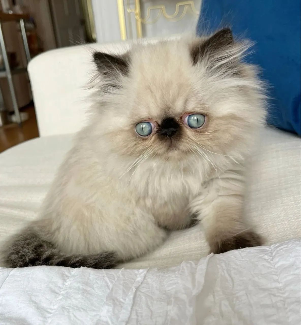 Persa adorável e fofo - Foto 2