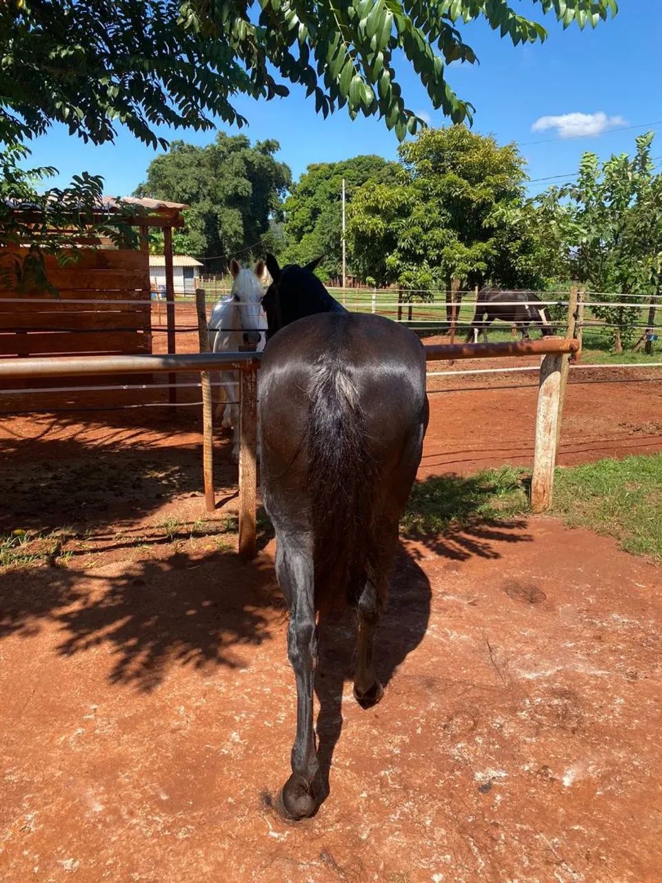 Égua Mangalarga Marchador  - Foto 5