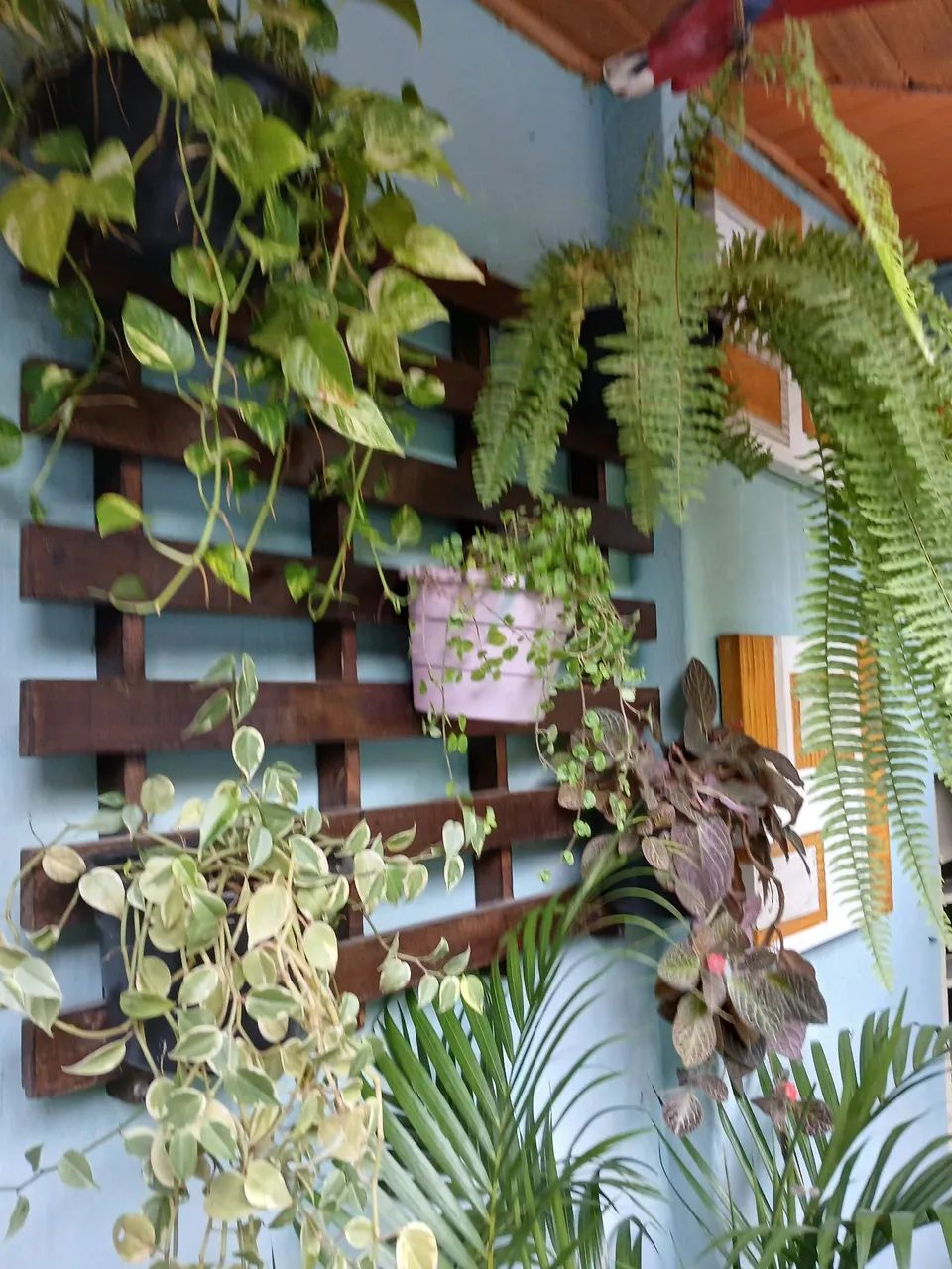 Jardim Vertical com Plantas Lindas