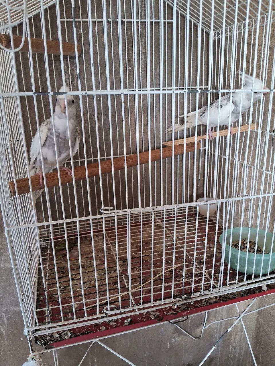 Linda gaiola64314061320963120