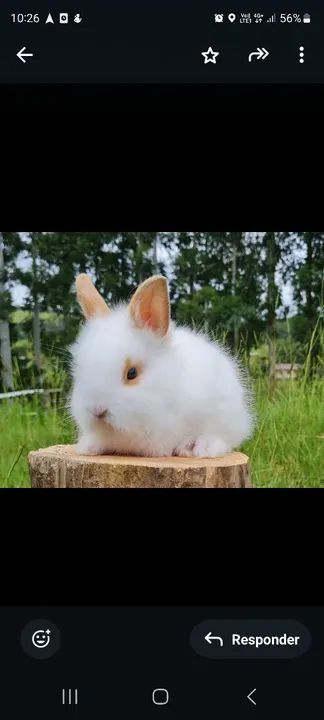 Lindos filhotes de mini Lions