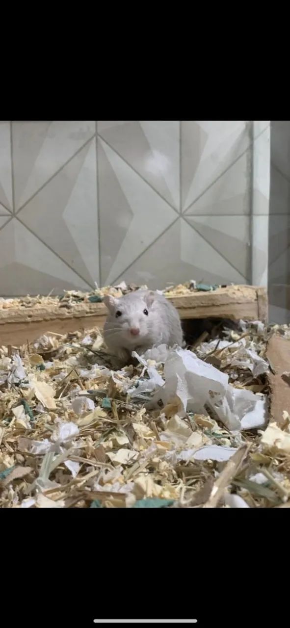 Esquilo Gerbil - Foto 2