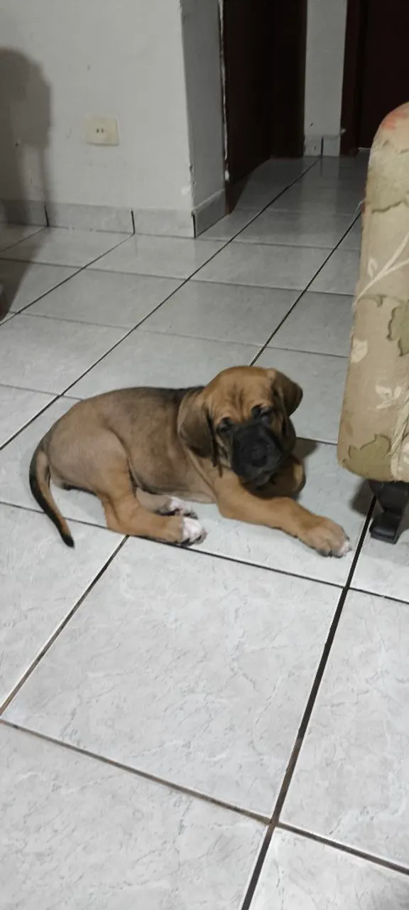 Vendo Filhote de Fila Brasileiro!!!