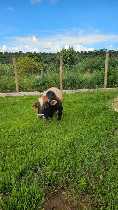 Mini vaca  / as menores  - Foto 2