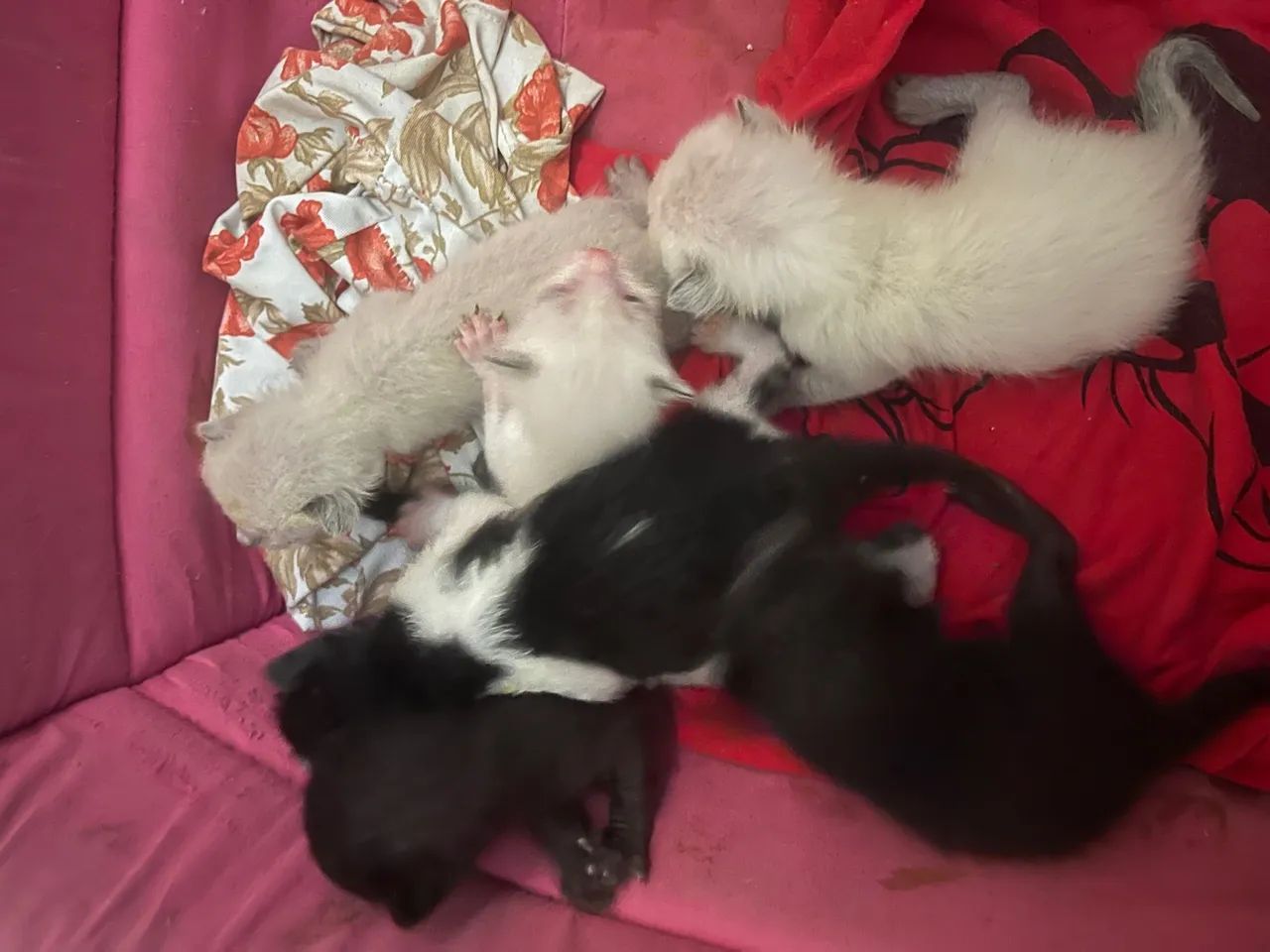 Filhotes de gato disponíveis para adoção