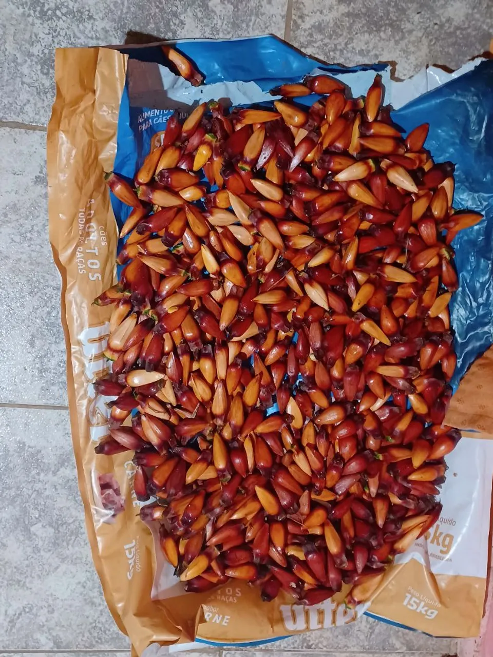 Pinhões para venda