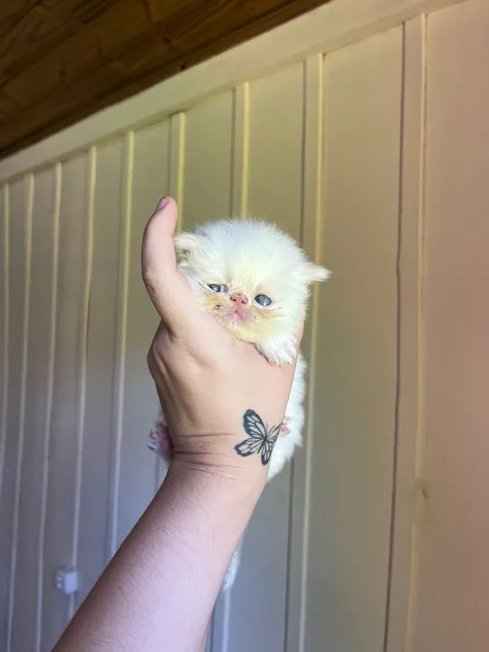 Filhote PERSA branco  - Foto 2