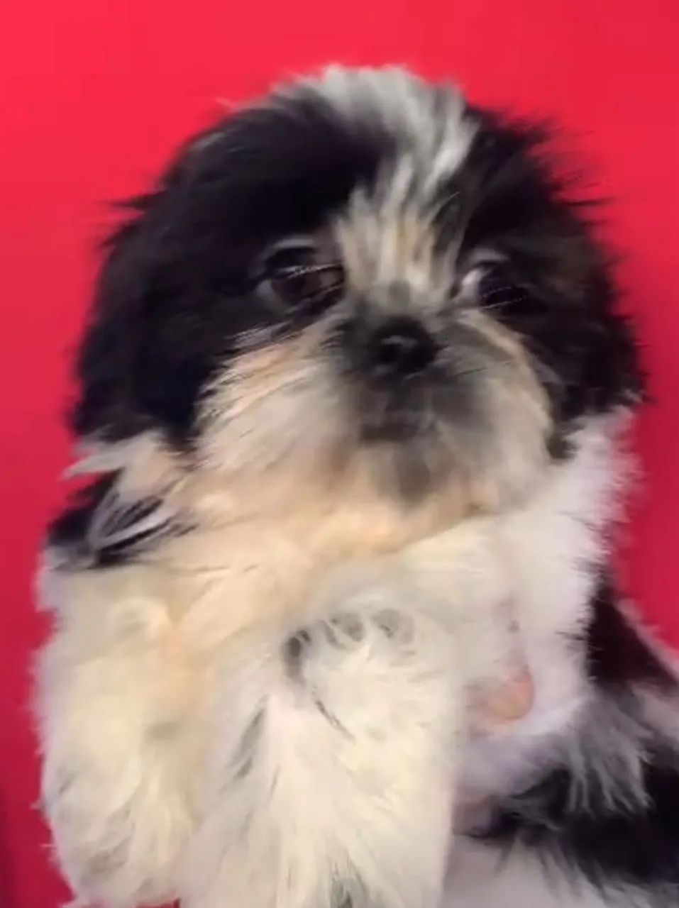 Shih Tzu fofo e saudável pronto para o novo lar