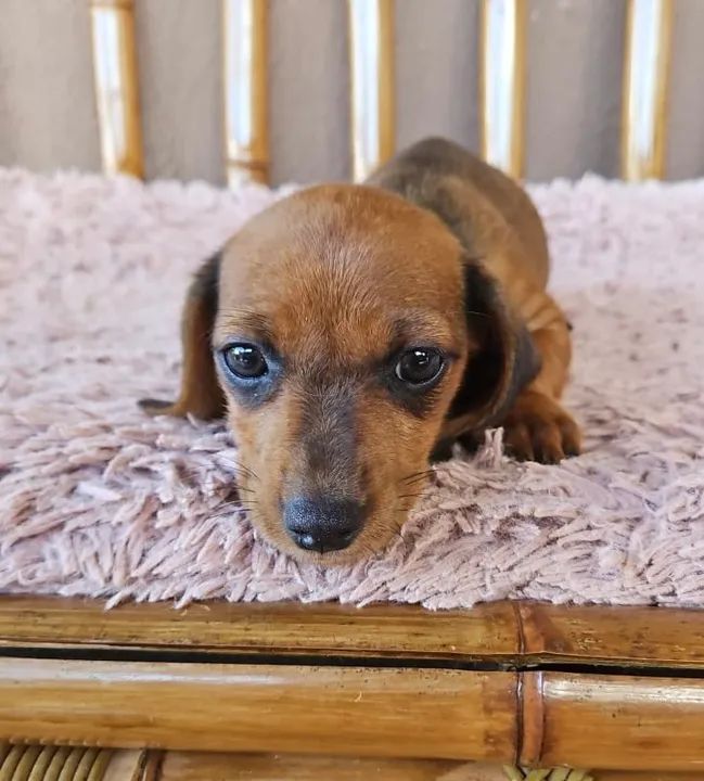 Filhote de Basset fêmea  - Foto 4