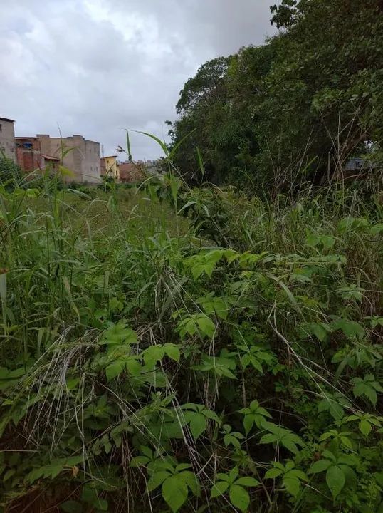 Terreno à venda, 7000 m² por R$ 10.500.000,00 - Calhau - São Luís/MA - Foto 5