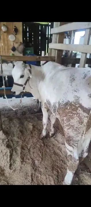 Vendo dois tourinhos  - Foto 3