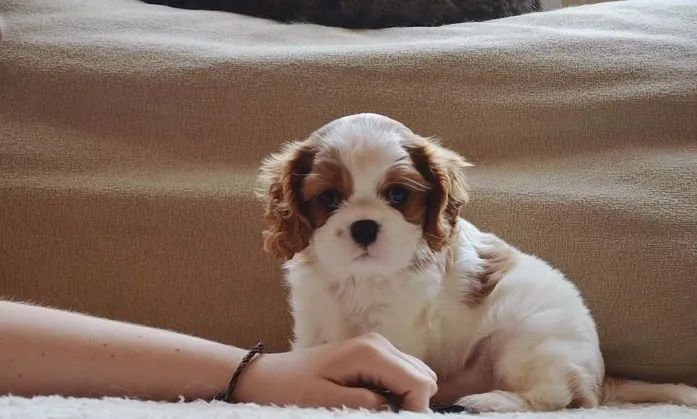 Cavalier king- Filhotes com Garantia, Amor e Cuidados Essenciais