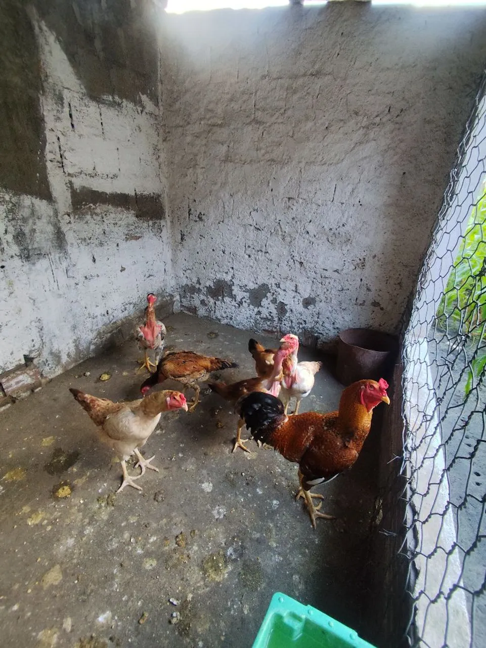 Galinhas e Galos Índio gigante