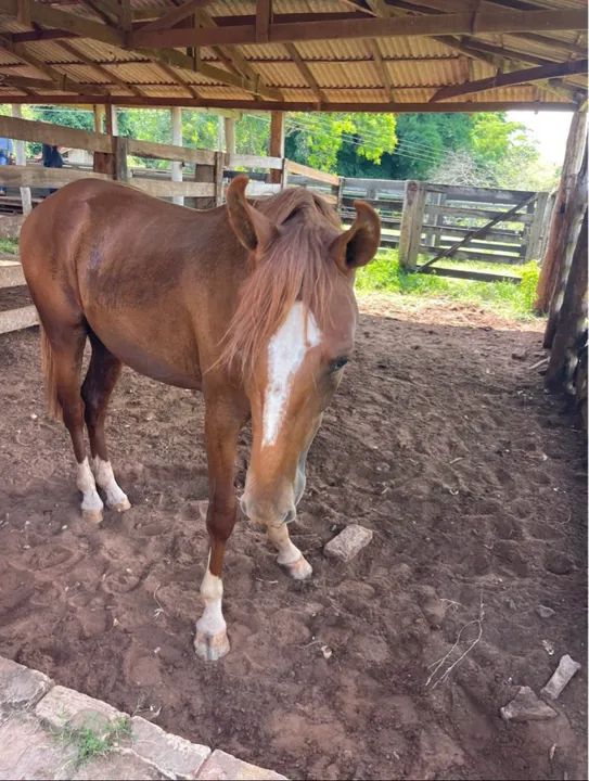 Vendo cavalo dócil  - Foto 3