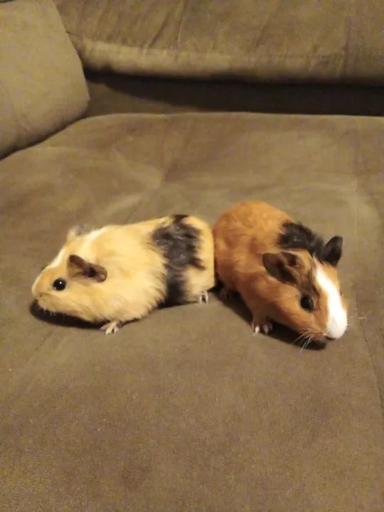 Porquinhos da Índia