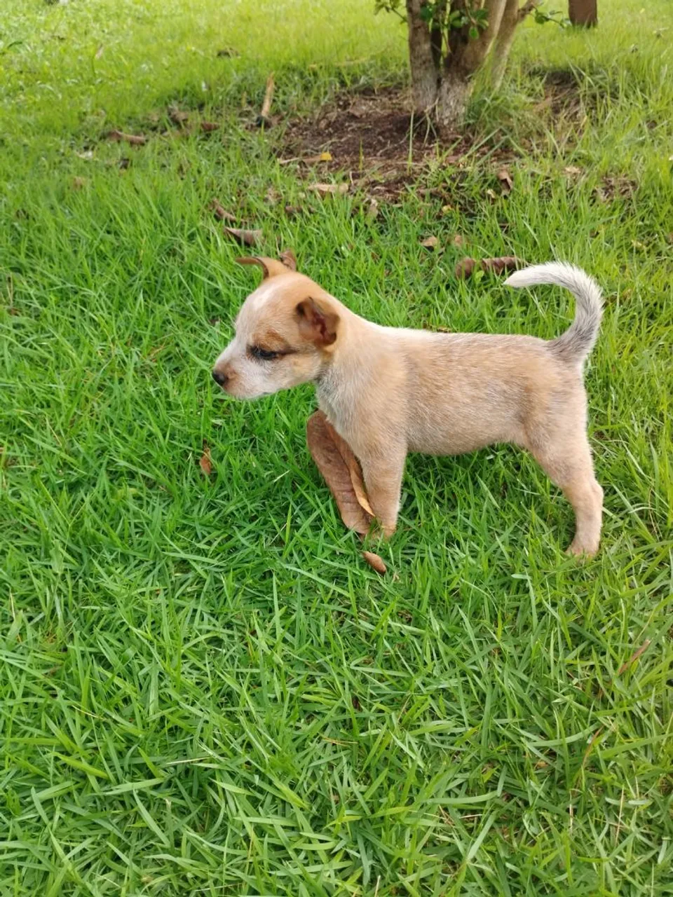 Filhote de cachorro Red Heller