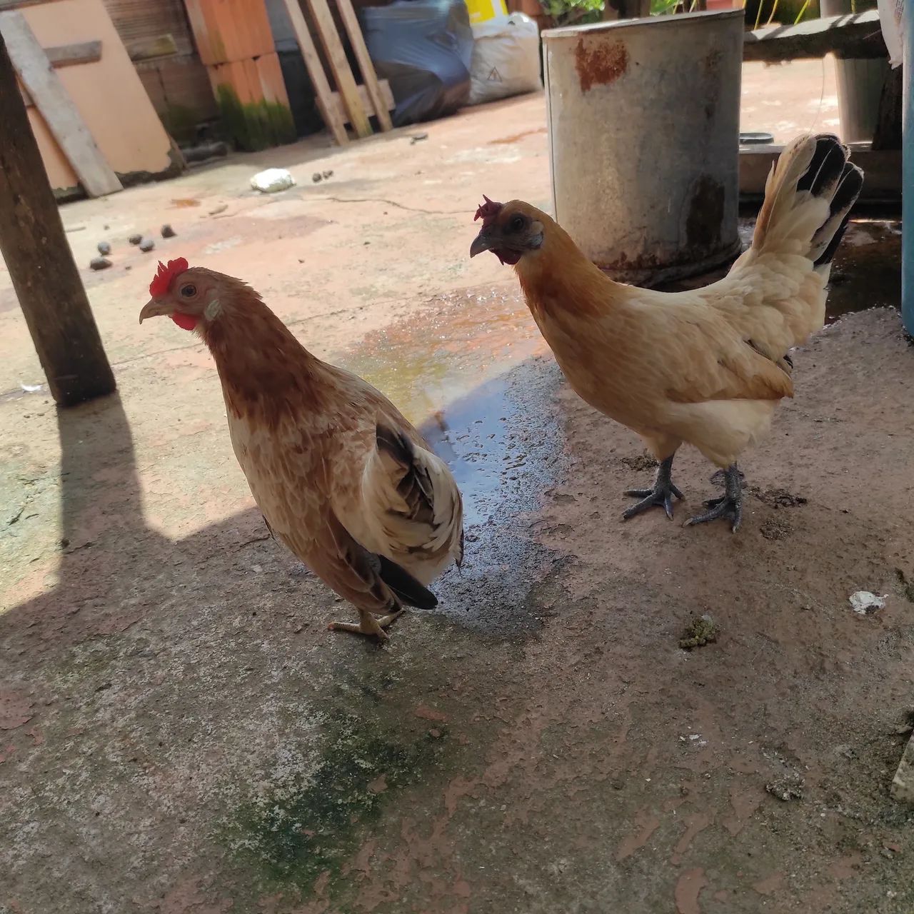 Galinha garnisé  - Foto 2