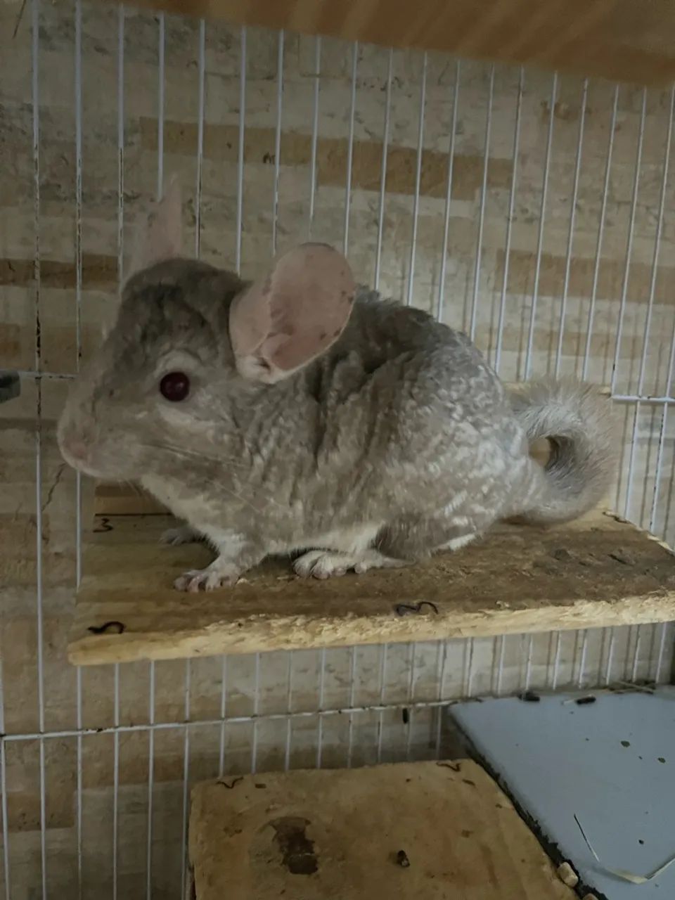 Chinchila macho 