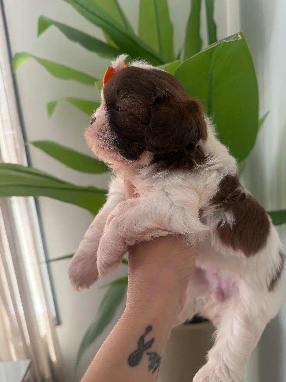 Shih tzu fêmea fígado  - Foto 2