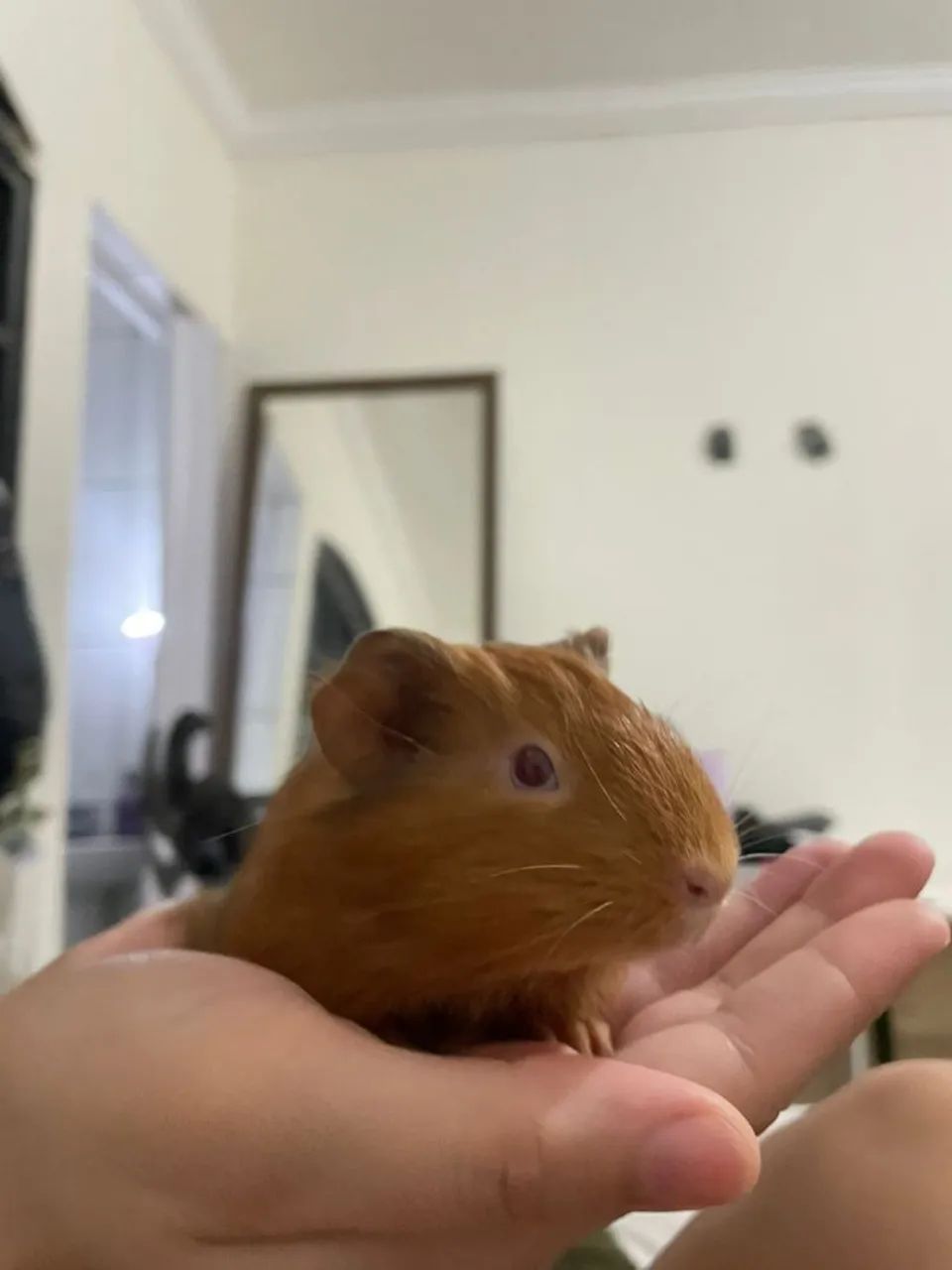 Porquinho da India (3 Fêmeas) - Foto 4