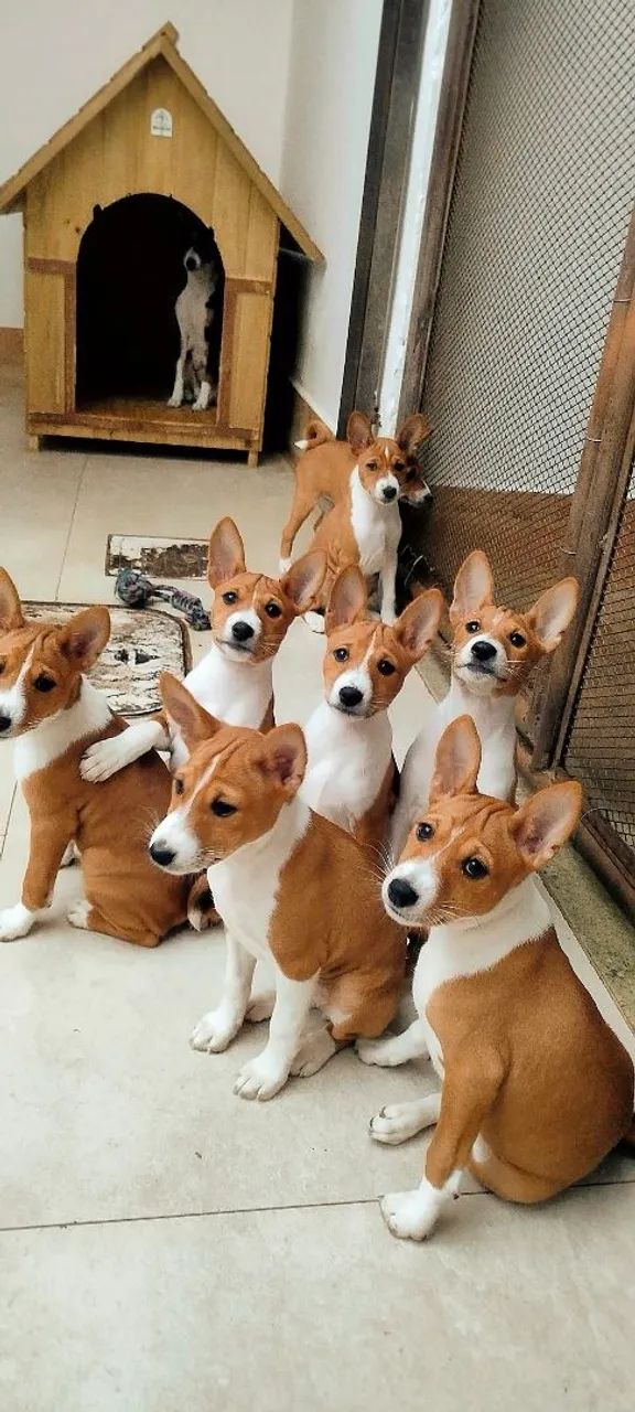 Filhotes de Basenji