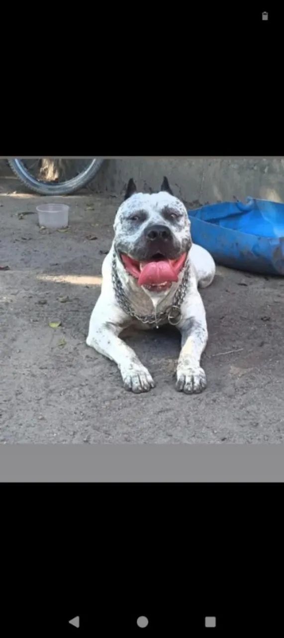Filhotes de Pitbull  - Foto 2
