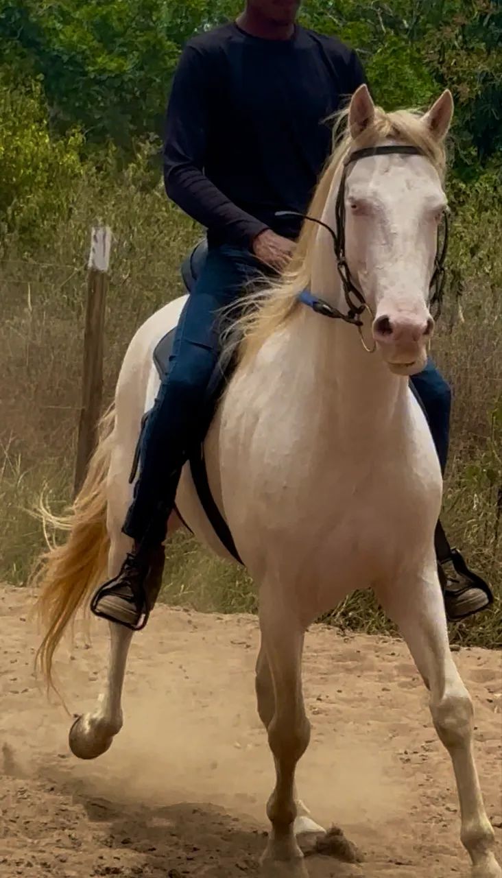 Cavalo Mangalarga - Foto 2