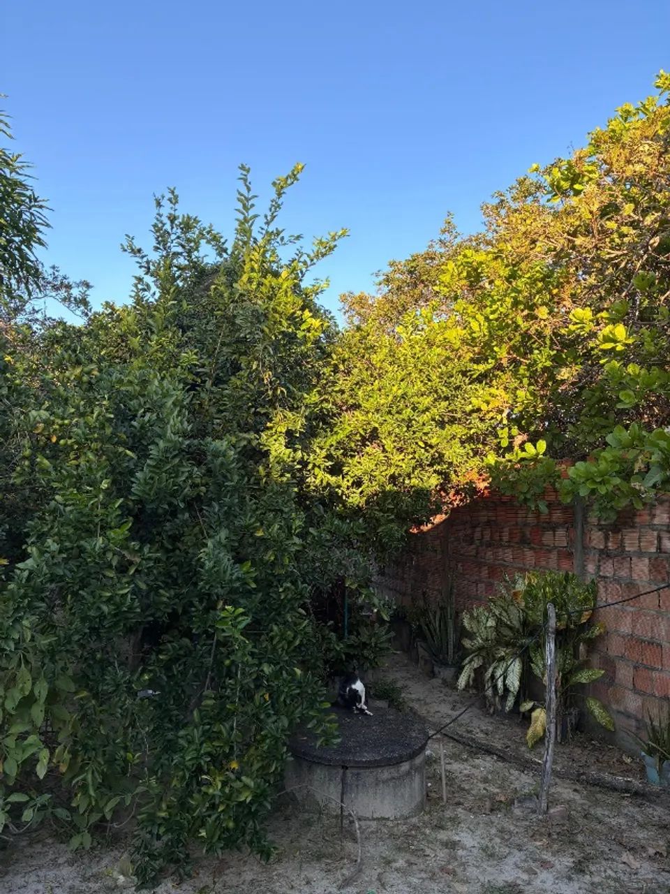 Tereno com casa - Foto 5