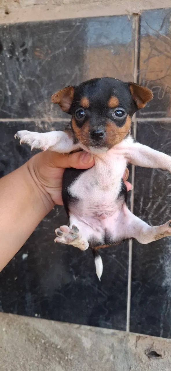 Pinscher MACHO  Miniatura  - Foto 2